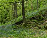 Bluebell Wood 8T33D-19